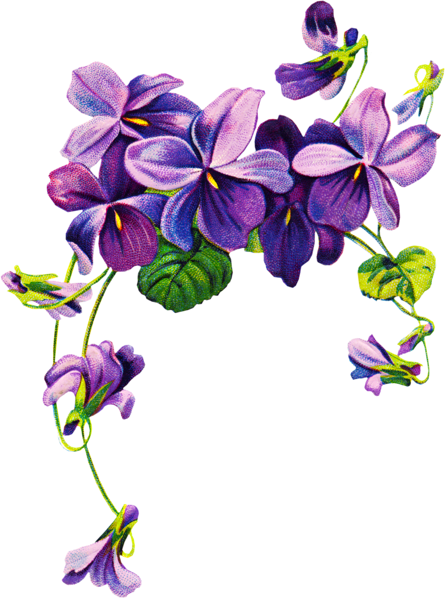 Clipart png de flor violeta vetorial