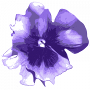 Violet Flower PNG Download Imagem