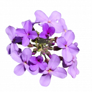 Arquivo PNG de Flor Violet