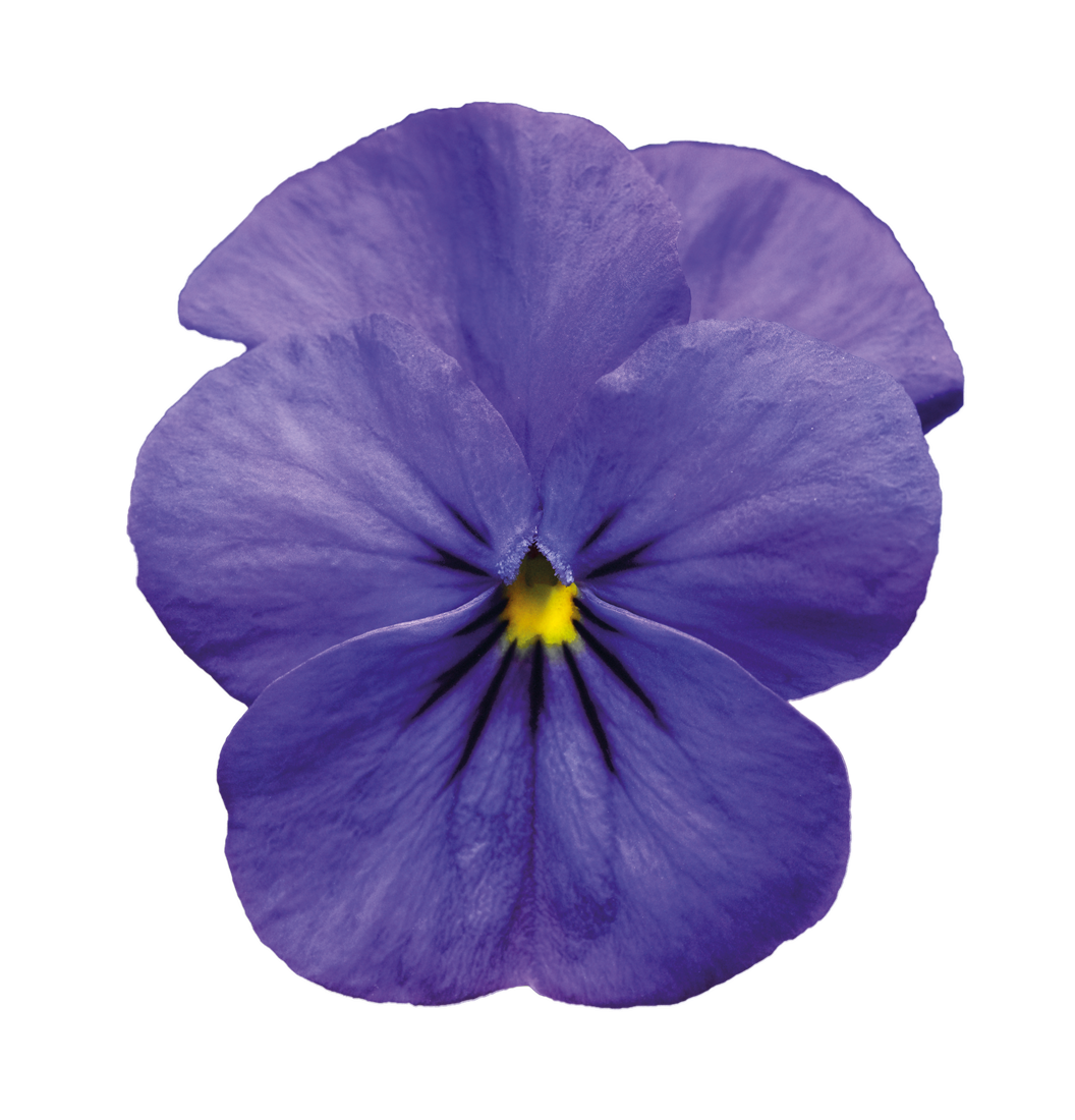 Baixar de arquivo PNG da Flor Violet grátis