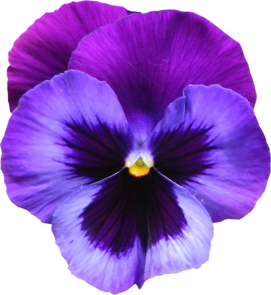 Imagen libre de flores violetas png - PNG All