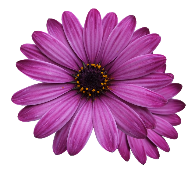 Imagem Violet Flower PNG HD