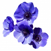 Imagem de alta qualidade da Flor Violet PNG