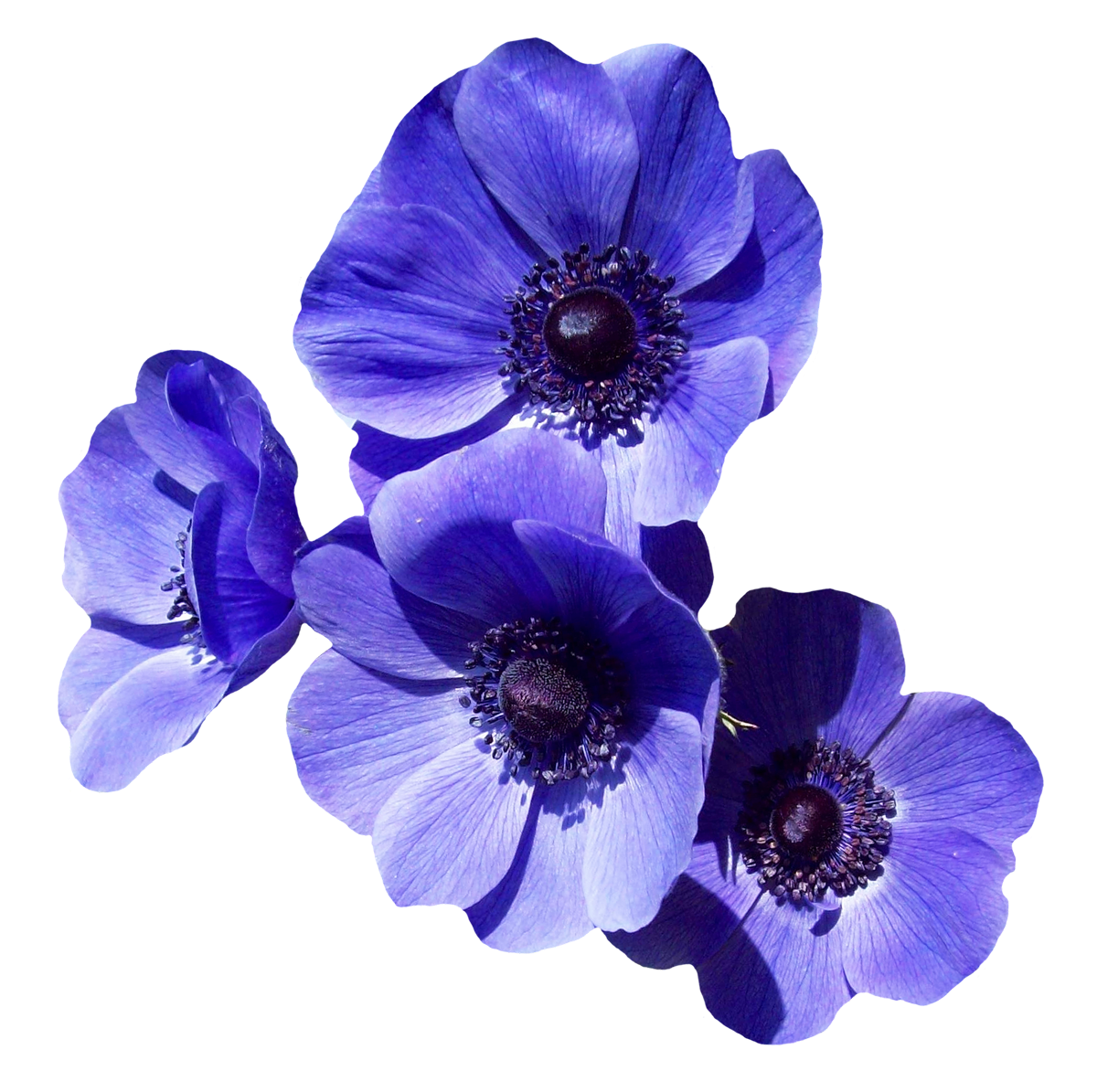 Imagen de alta calidad PNG de flores violetas - PNG All