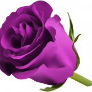 Imagem PNG de flor violeta
