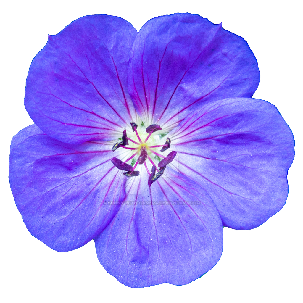 Arquivo de imagem PNG da Flor Violet