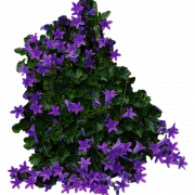 Imagens Violet Flower png