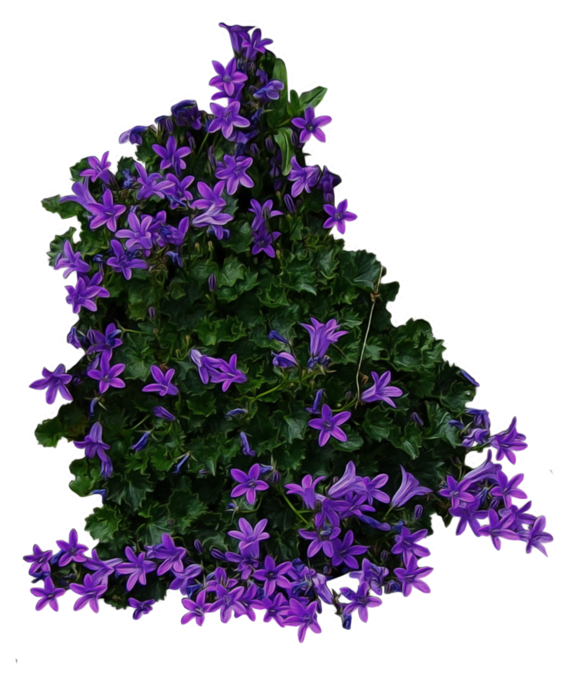 Imagens Violet Flower png