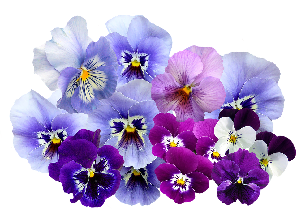 Flor violeta Png Pic - PNG All