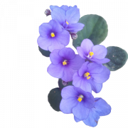Imagem de png de flor violeta