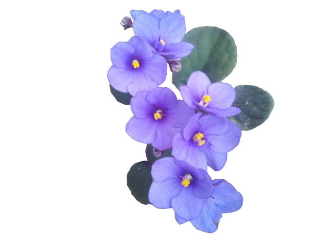 Imagem de png de flor violeta