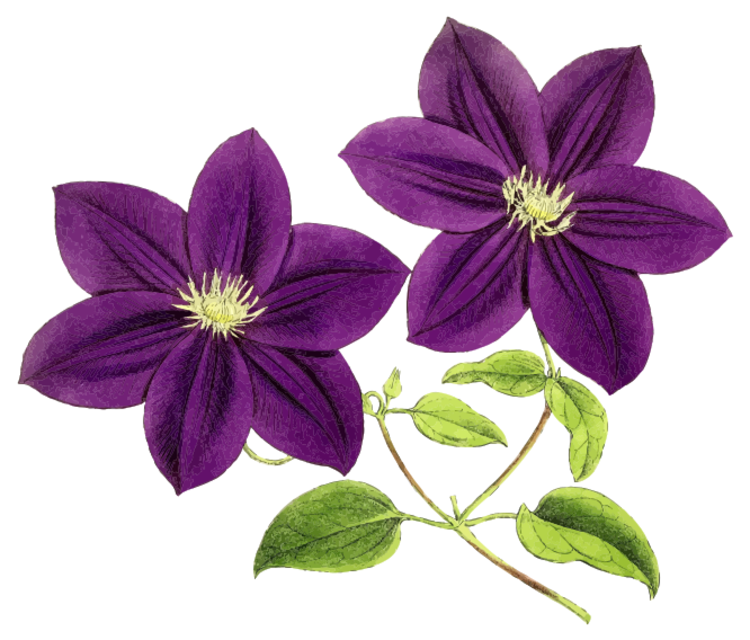 PNG de flores violetas - PNG All
