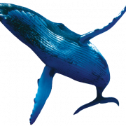 صور الحوت PNG