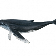 صورة الحوت PNG