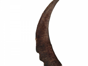 Animal Horns PNG Download Image