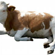 صورة الماشية PNG