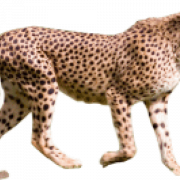 Cheetah PNG kostenloses Bild