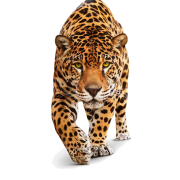 Cheetah PNG HD -Bild