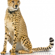 Cheetah -PNG -Bilddatei