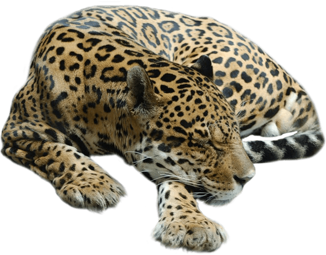 Cheetah transparente
