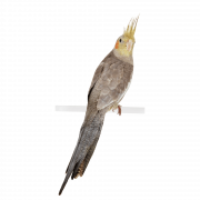 Cockatiel Bird transparente