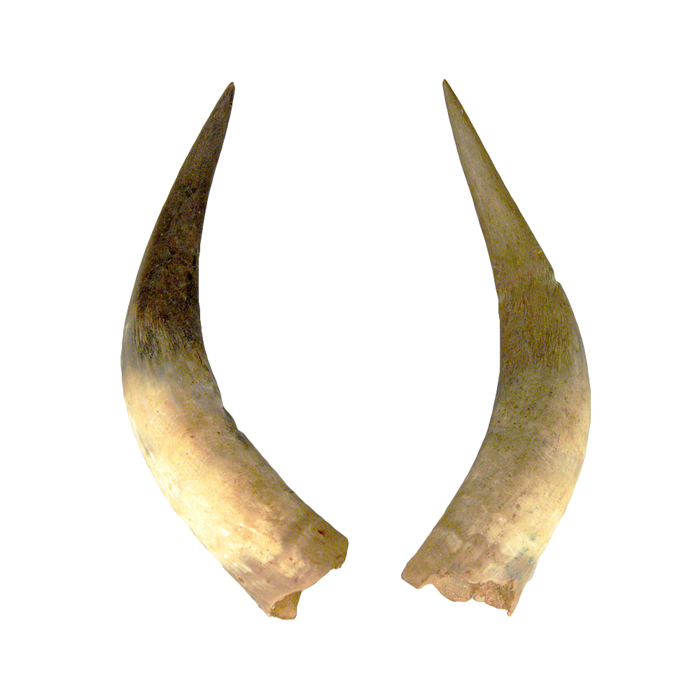 Imagem grátis do Horn Png de Demônio