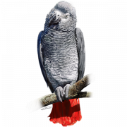 Grey Parrot PNG Clipart
