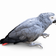 Unduh Grey Parrot PNG Gratis