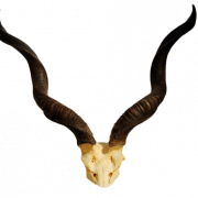 Horn png png