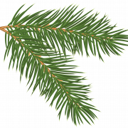 Pine PNG Высококачественное изображение