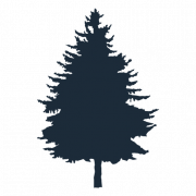 Сосновая дерево PNG изображение