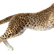 Ausführen von Cheetah -PNG -Datei