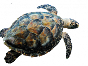 Sea Turtle PNG File