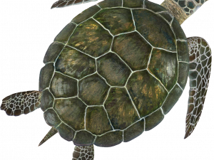 Sea Turtle PNG Free Image