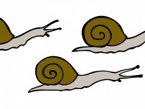 Slow Snail