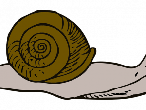 Slow Snail PNG Image