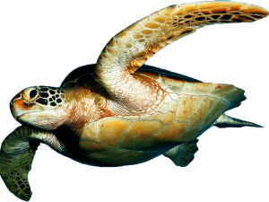 Turtle