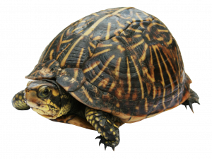 Turtle PNG