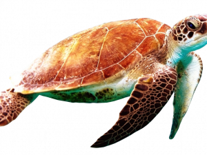 Turtle PNG Free Download