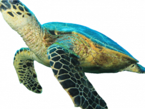 Turtle PNG HD Image