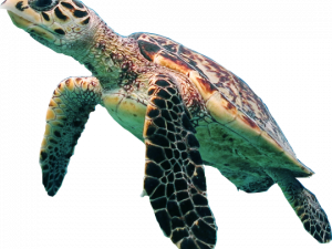 Turtle PNG High Quality Image