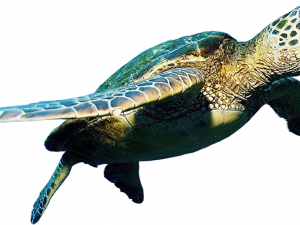 Turtle PNG Image