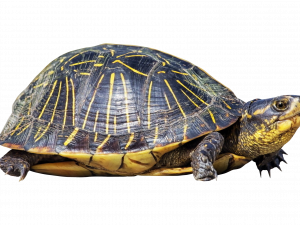 Turtle PNG Image File