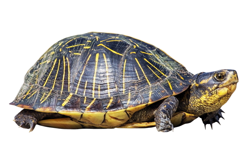 Arquivo de imagem PNG de tartaruga - PNG All