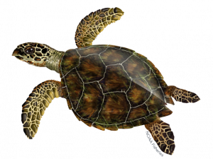 Turtle PNG Images