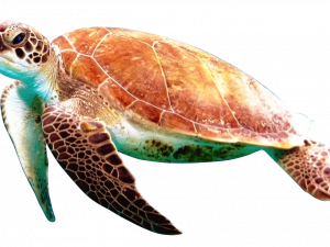 Turtle Transparent