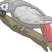 Vektor Grey Parrot PNG Unduh Gratis