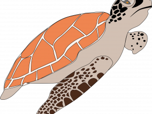 Vector Turtle