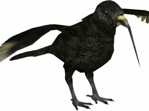 American Crow