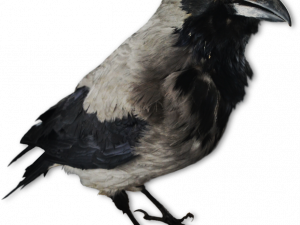 American Crow PNG